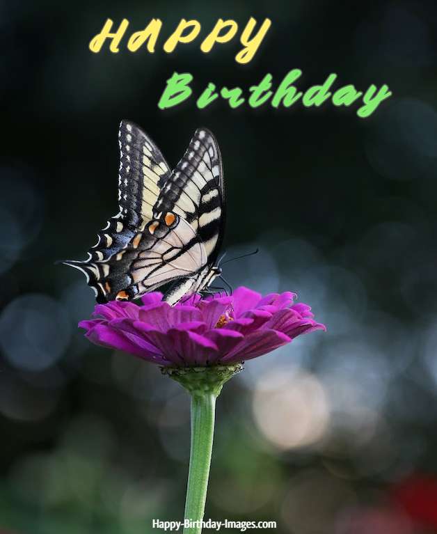 Happy Birthday Butterfly Gif