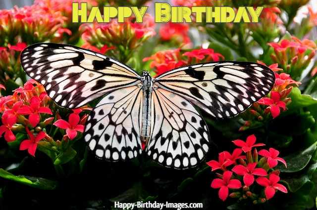 happy birthday butterfly message