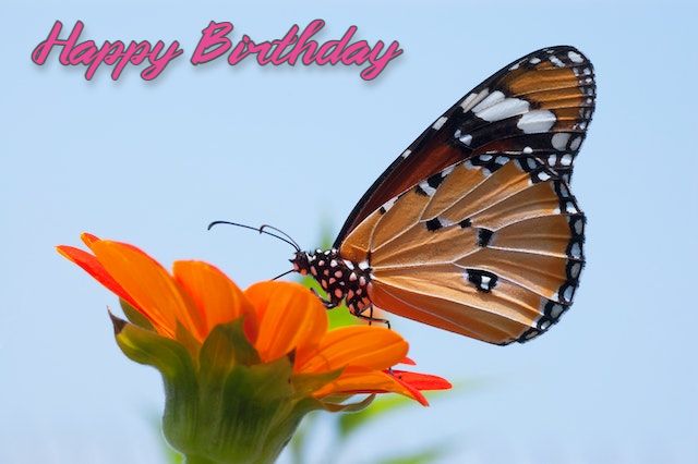 Female Happy Birthday Butterfly